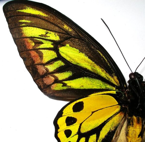 Ornithoptera croesus lydius