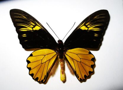 Troides amphrysus