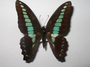 Graphium sarpedon