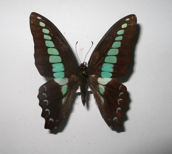 Graphium sarpedon