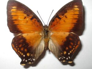 Charaxes zingha