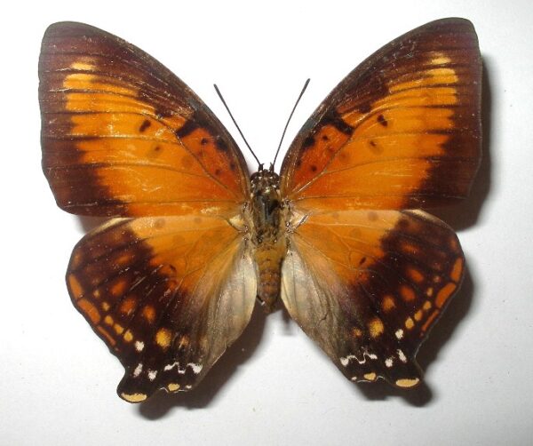 Charaxes zingha