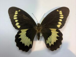 Papilio weymeri