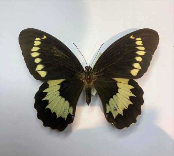 Papilio weymeri