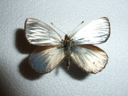 Argyophrus argentus