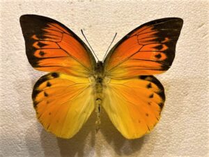 Hebomoia glaucippe detanii