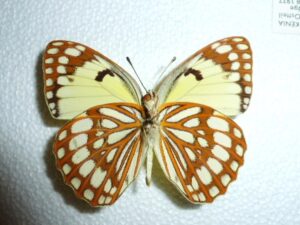 Colotis protomedia