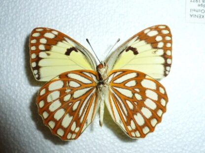 Colotis protomedia