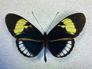 Heliconiidae