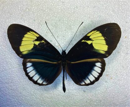 Heliconiidae