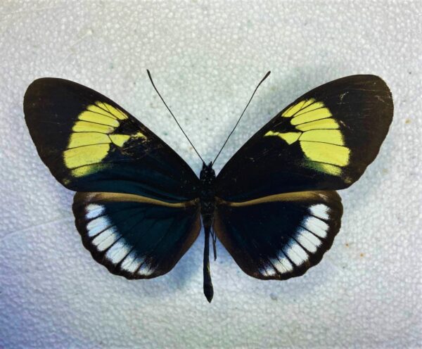 Heliconiidae