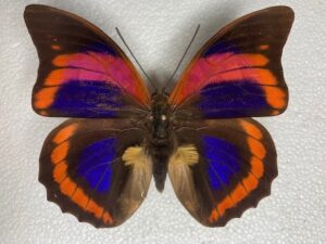 Prepona praeneste