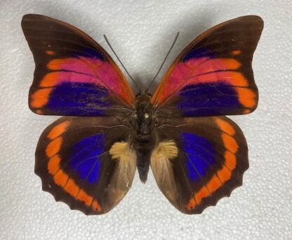 Prepona praeneste