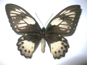 Ornithoptera priamus poseidon