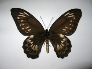 Ornithoptera priamus priamus