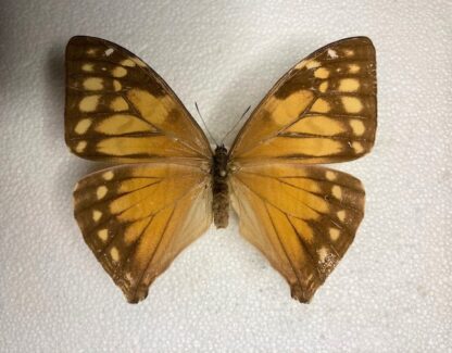 Morpho aega