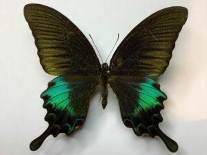 Achillides polyctor pinratanei