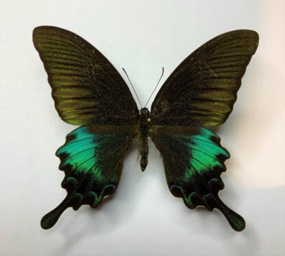 Achillides polyctor pinratanei