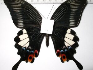 Papilio iswara