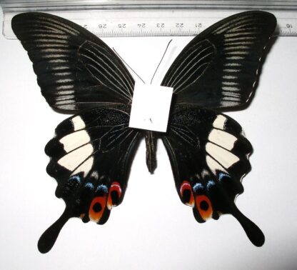 Papilio iswara