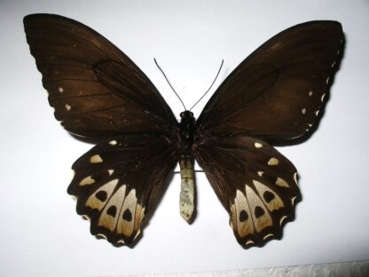 Ornithoptera priamus poseidon