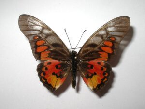 Graphium ridleyanus