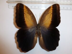 Caligo memnon