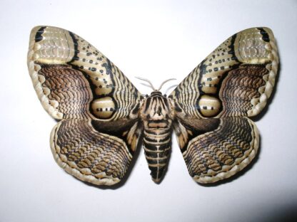 Brahmaea hearsi