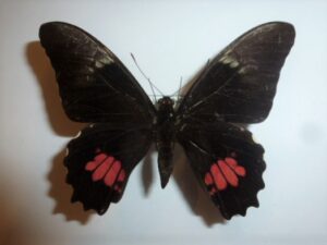 Papilio anchisiades