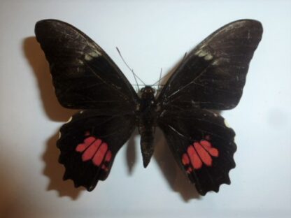 Papilio anchisiades