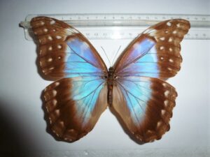 Morpho godarti ssp