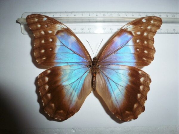 Morpho godarti ssp