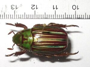 Plusiotis quetzalcoati