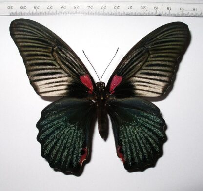 Papilio memnon