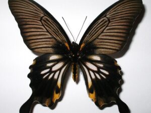 Papilio memnon