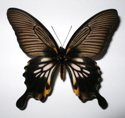 Papilio memnon