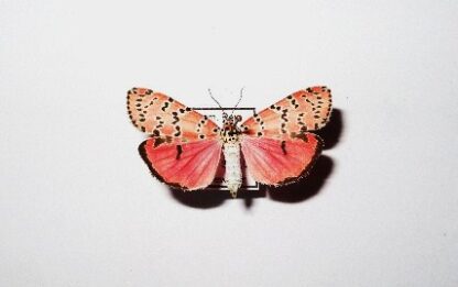 Utetheisa pulchella