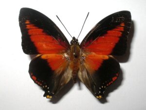 Charaxes zingha