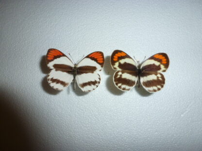 Colotis aurigineus.