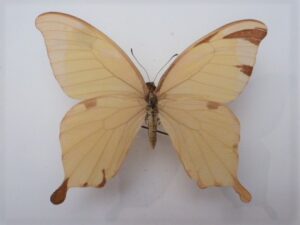 Papilio nobilis cripsianus
