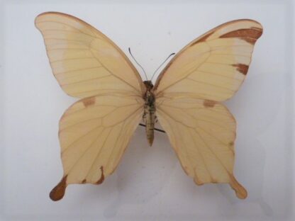 Papilio nobilis cripsianus