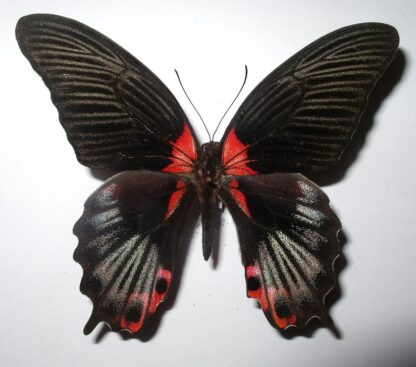 Papilio rumanzovia