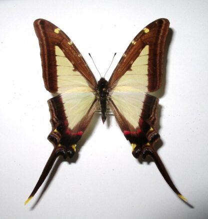 Eurytides leucaspis