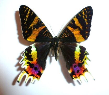 Urania ripheus