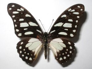 Graphium leonidas
