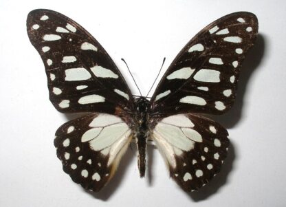 Graphium leonidas