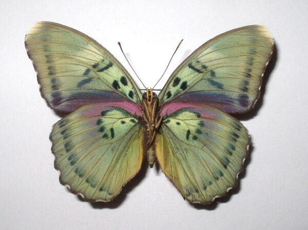 Euphaedra sp.2