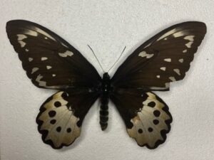Ornithoptera chiaera chimaera