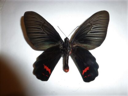 Atrophaneura dixoni