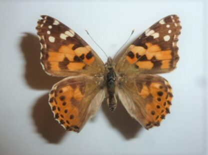 Vanessa atalanta